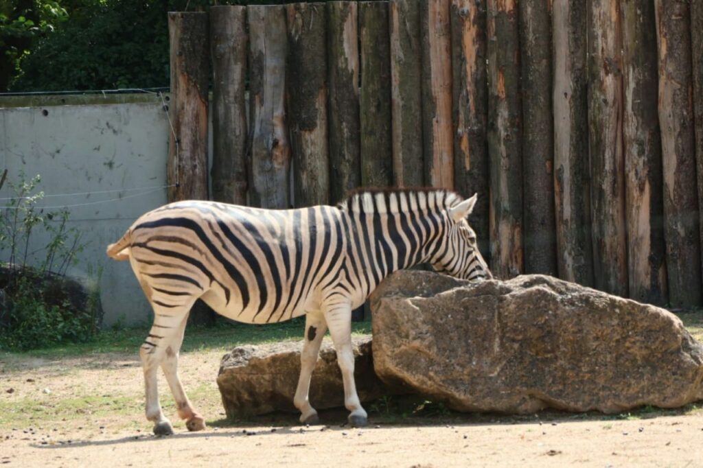 Zebra Snoozing