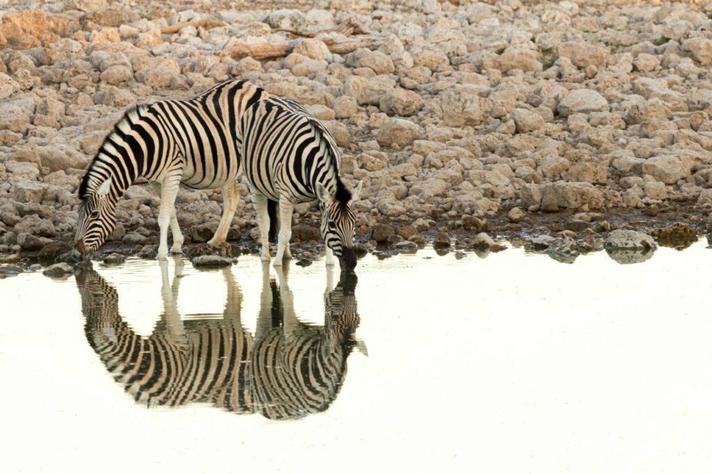 Zebra drinking water