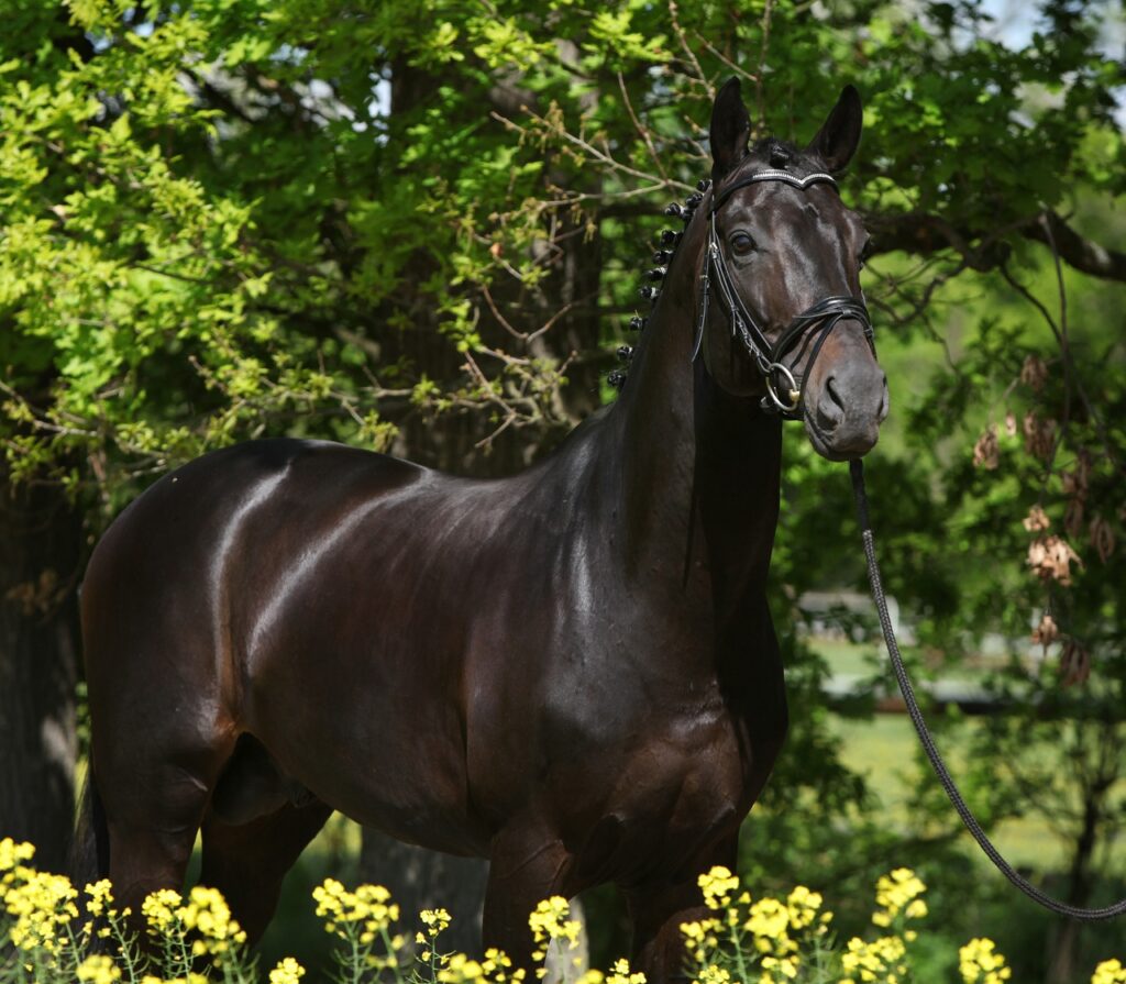 black dutch warmblood