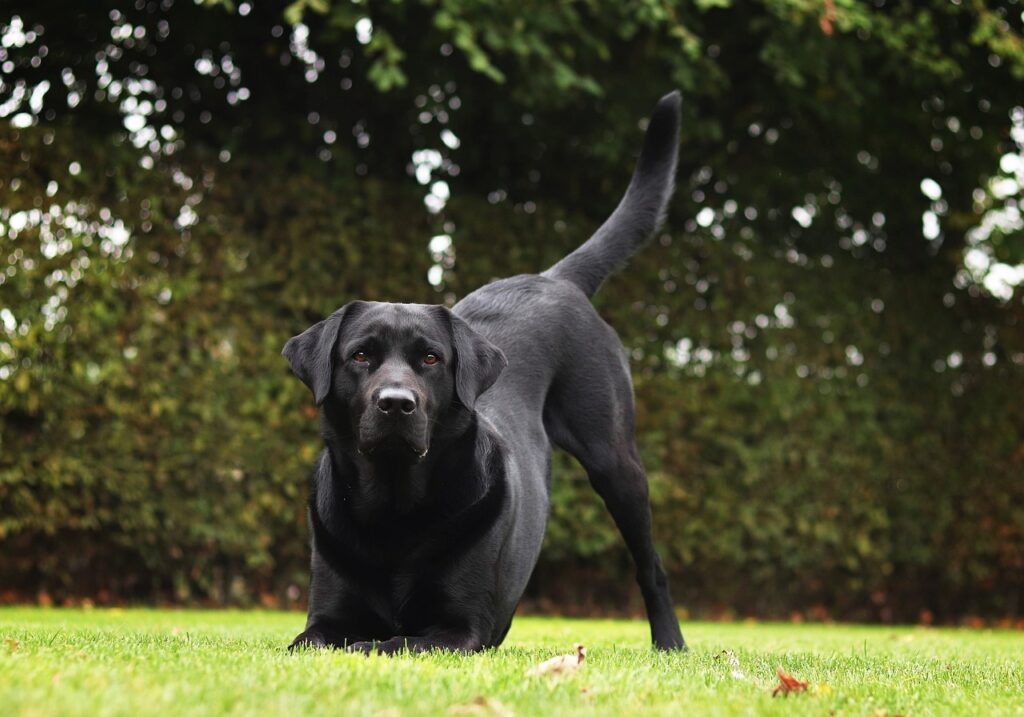 labrador retriever