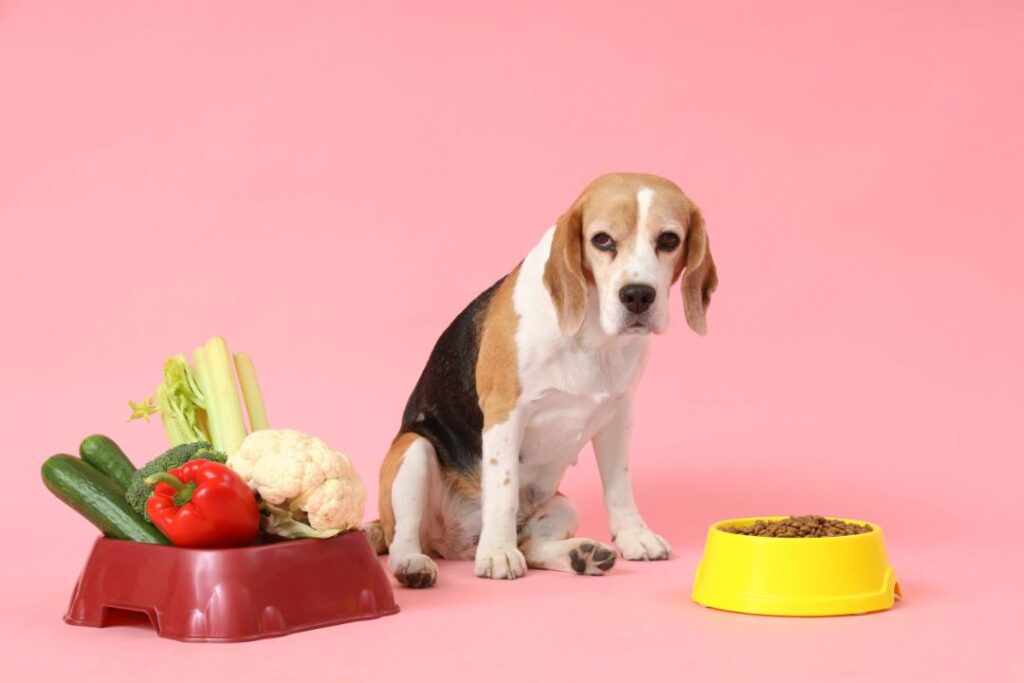 Introduce new food to puppy gradually