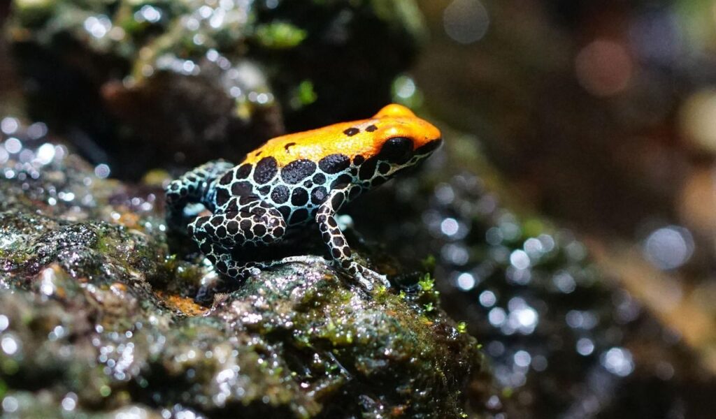 Poison Dart Frog 