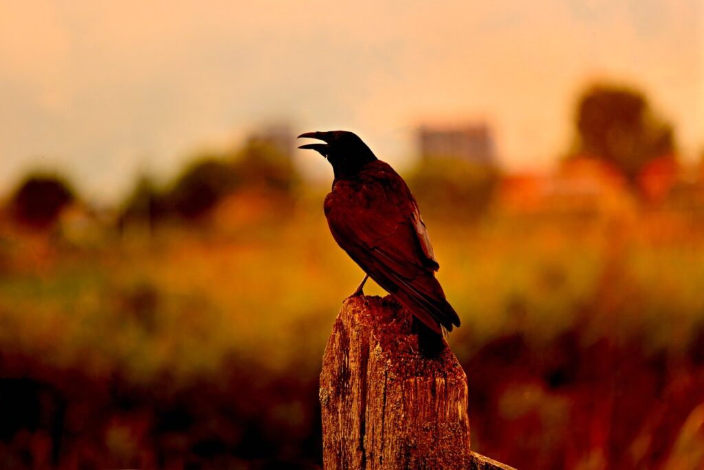 Crow in the evening