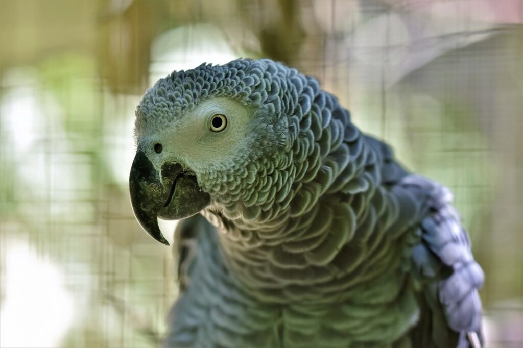 african grey parrot