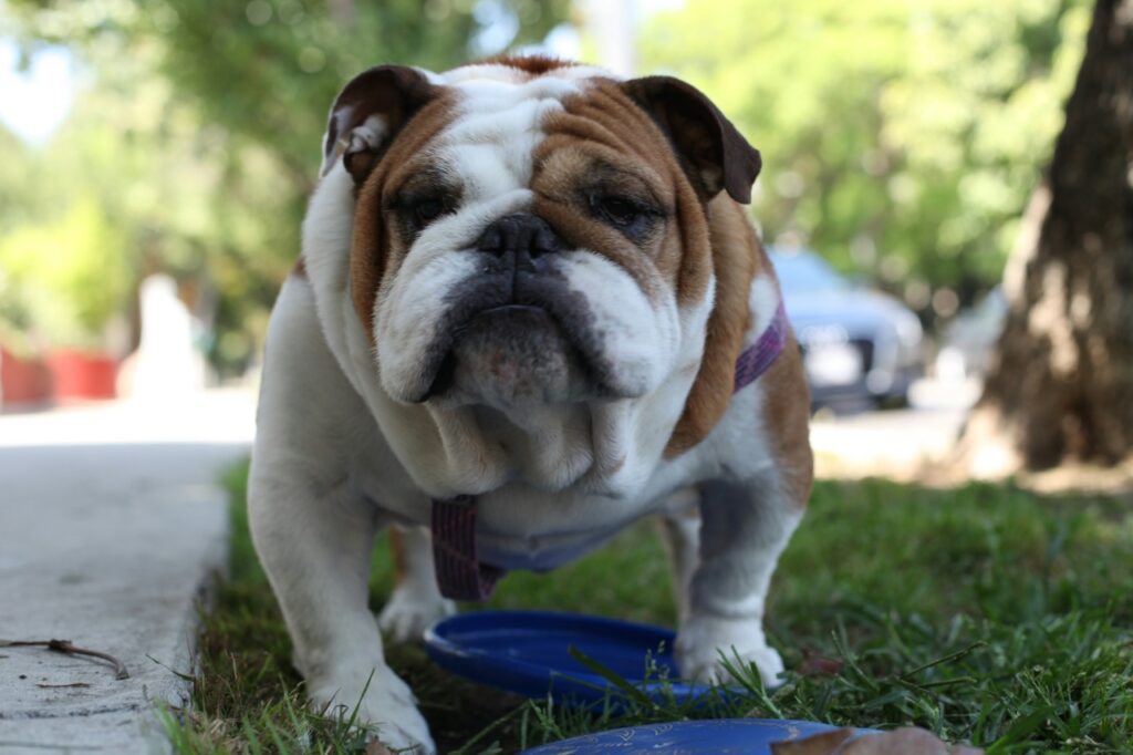 Bulldog