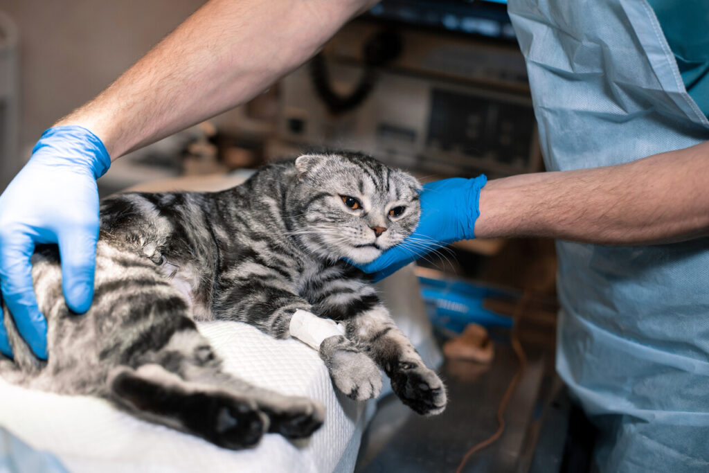 7 Sneaky Cat Health Issues That Often Go Unnoticed Until It’s Too Late