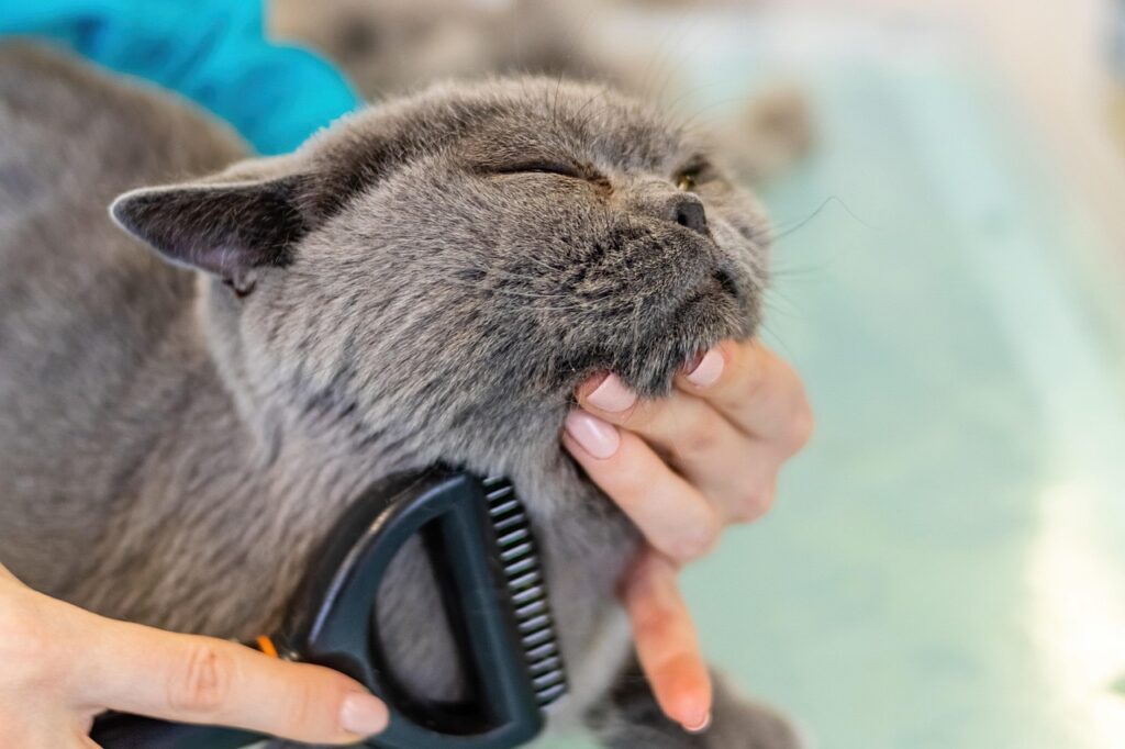 Cat Grooming