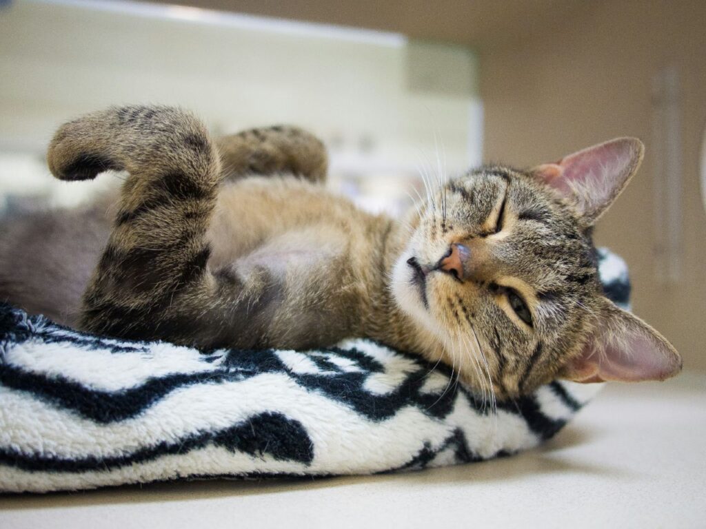 cat winking