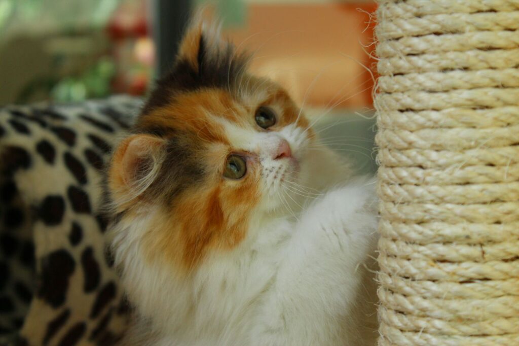 cat with scratch post