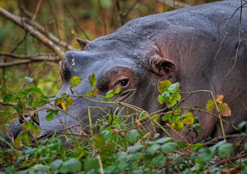 Closeup of a mean-looking hippo