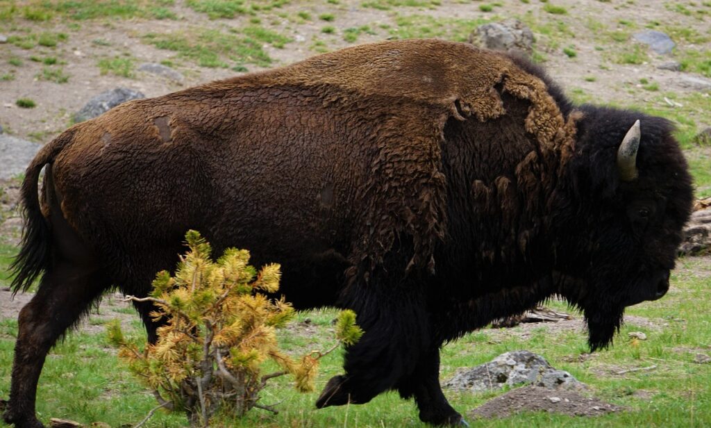 american-bison-6843613_1280