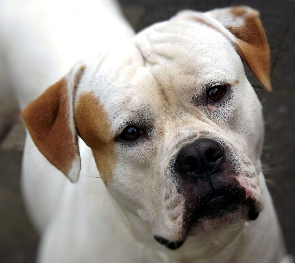 american-bulldog-