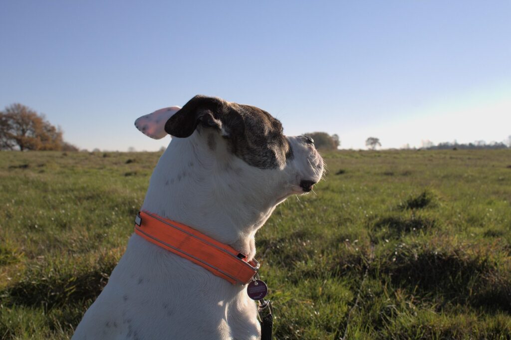 american-bulldog-
