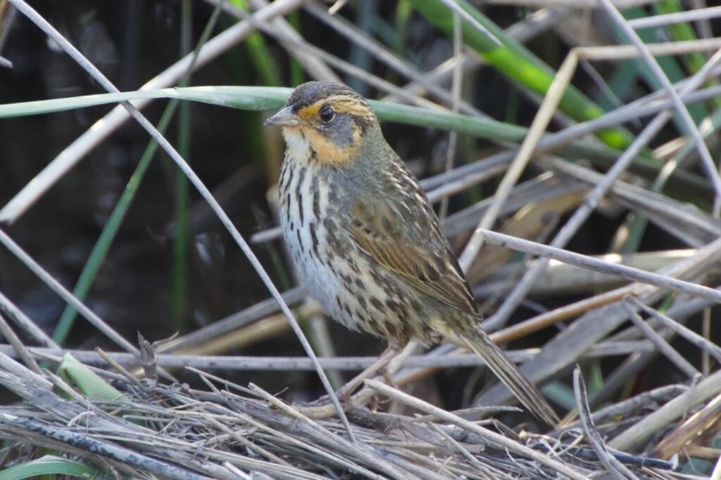 Saltmarsh Sparrow