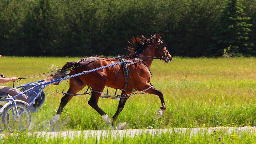 Standardbred