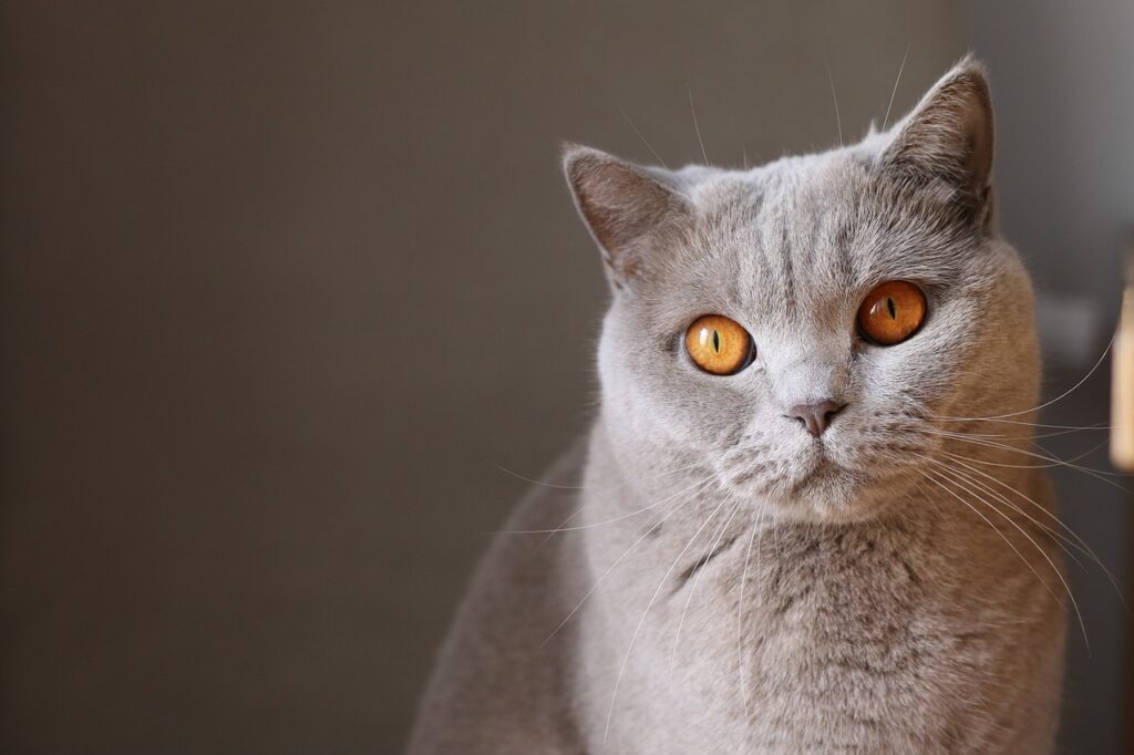Cat eye tumor