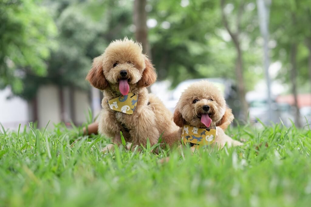 poodle