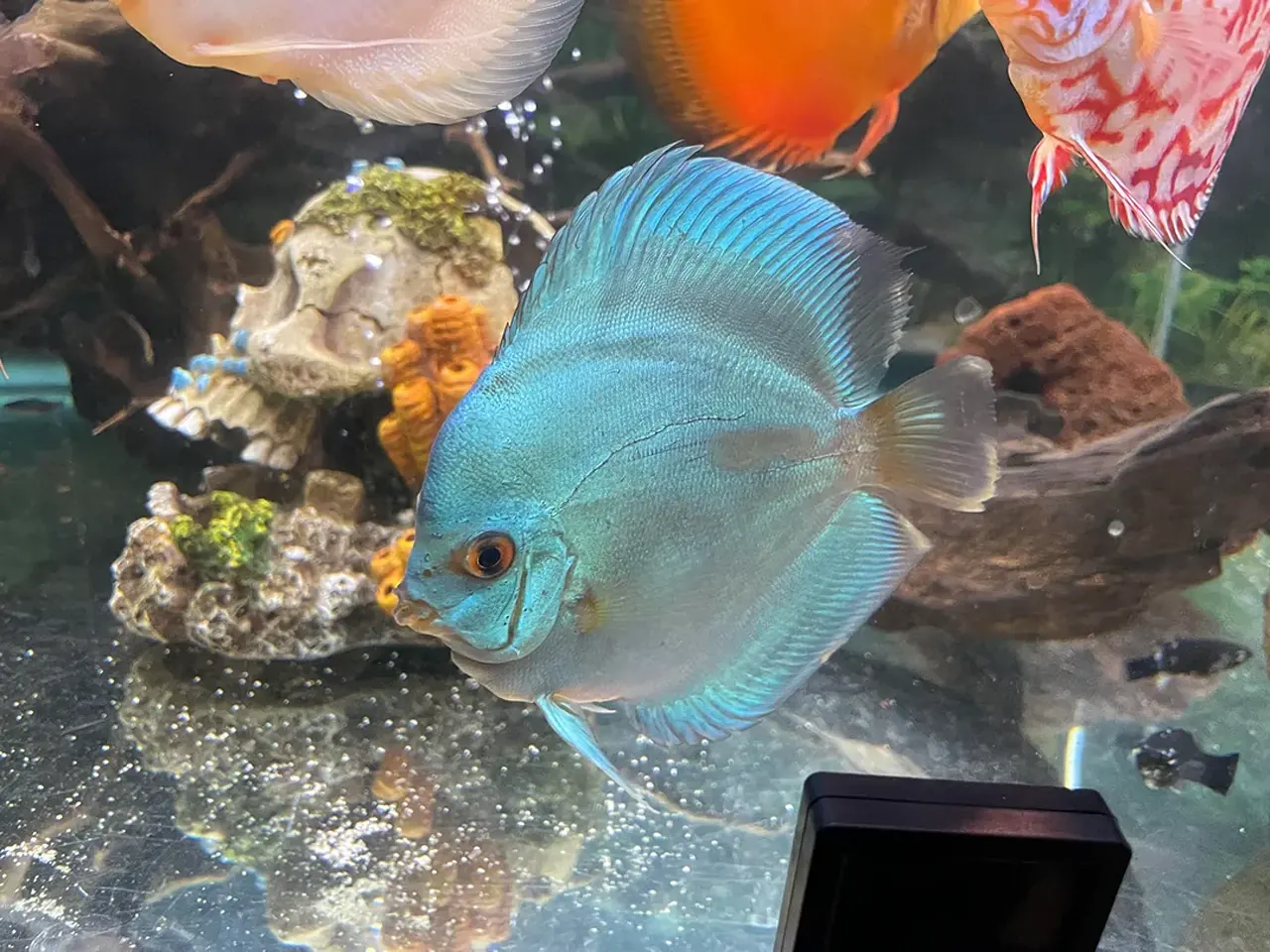 Blue Diamond Discus Fish
