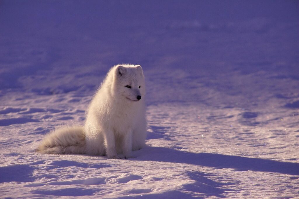 arctic-wolf-1850247_1280