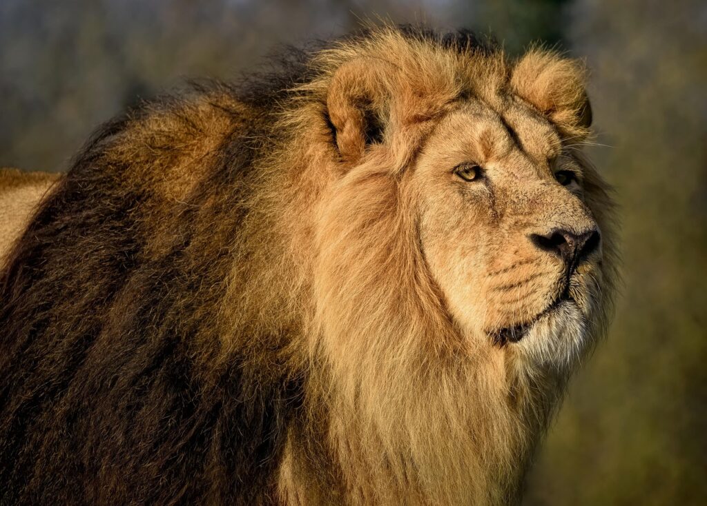 asiatic-lion-7704943_1280