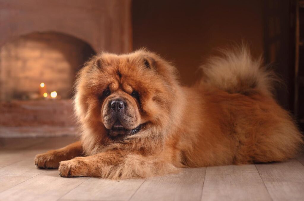 15 Dog Breeds That Come With Surprising Hidden Costs