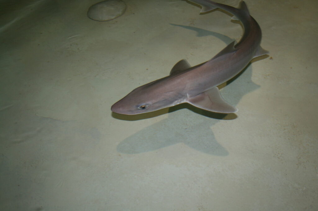 smooth dogfish-2