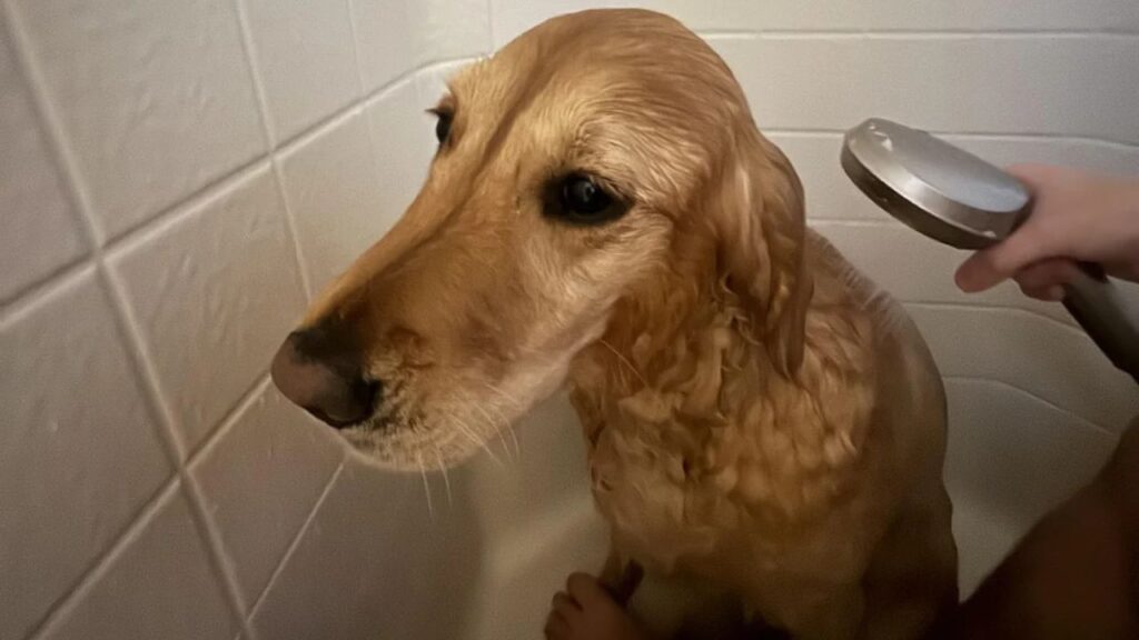 Dog Bath