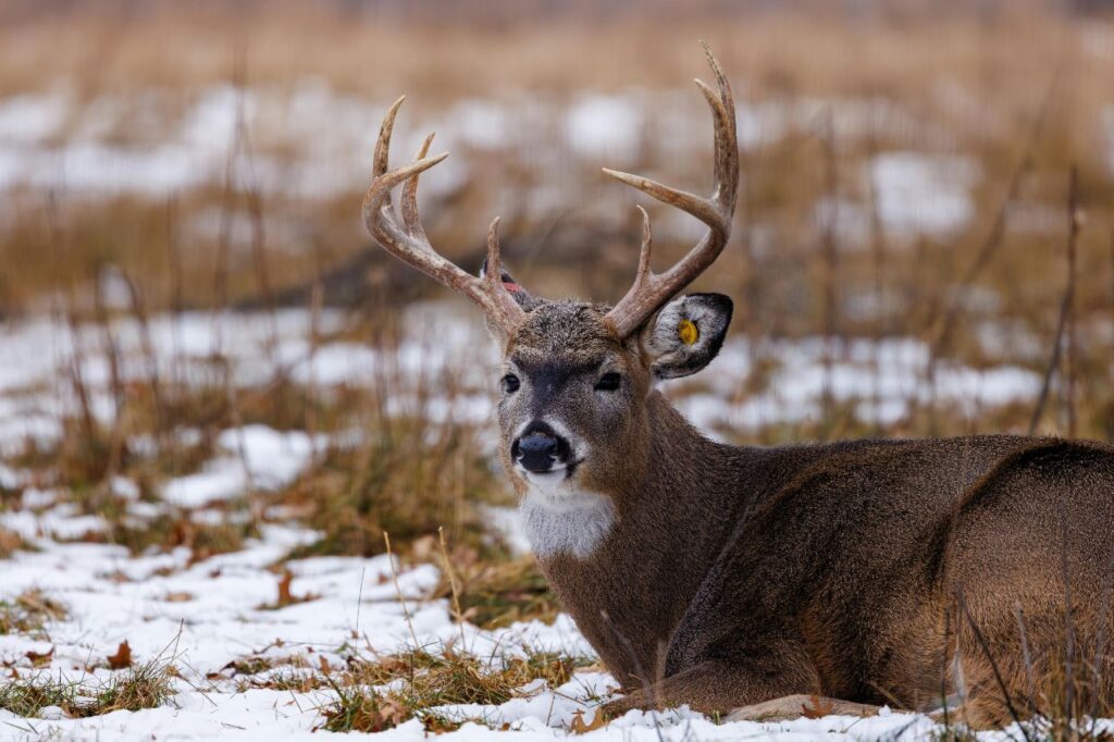 White-Tailed Deer
