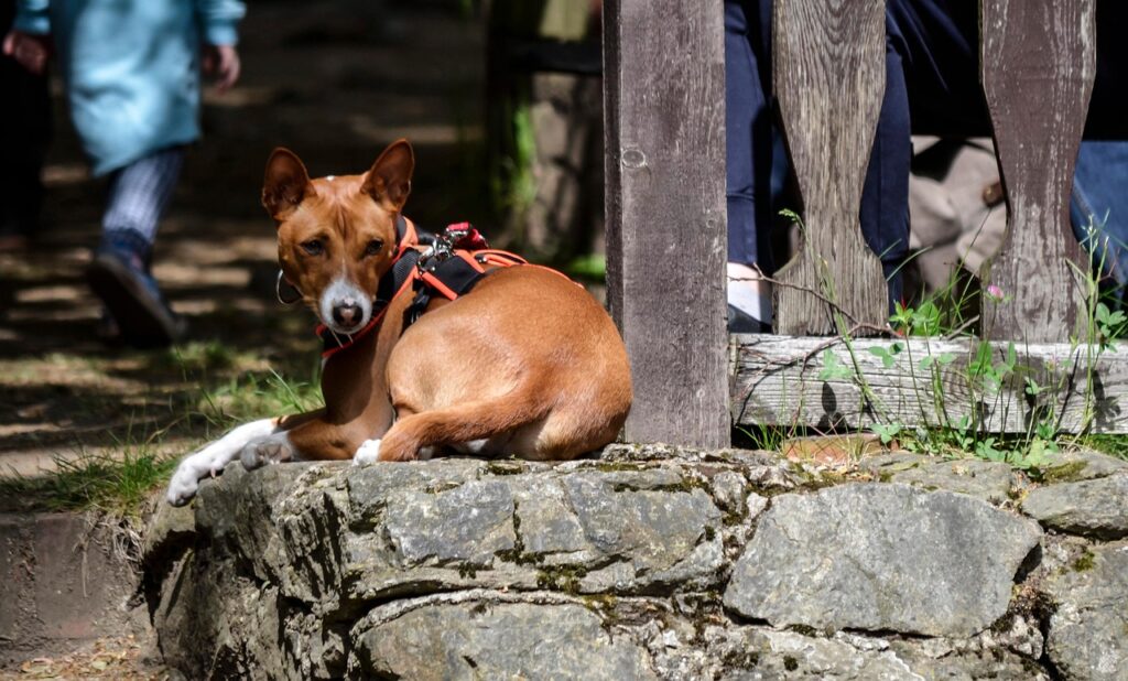 basenji