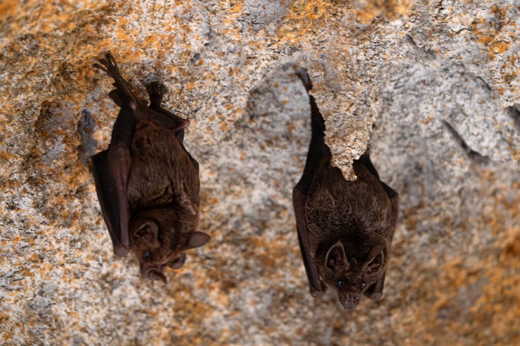 Bat guano (feces)