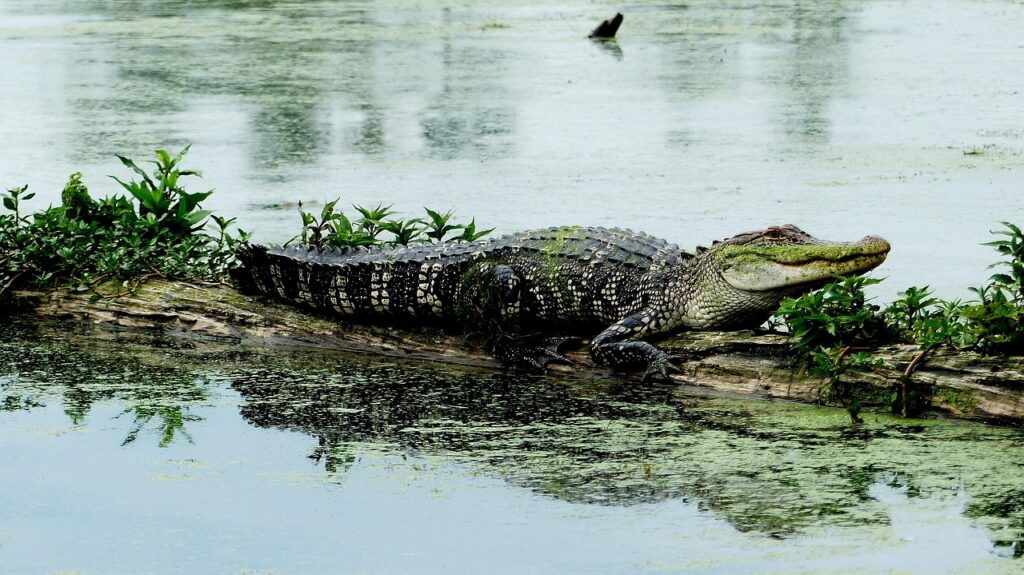 alligator