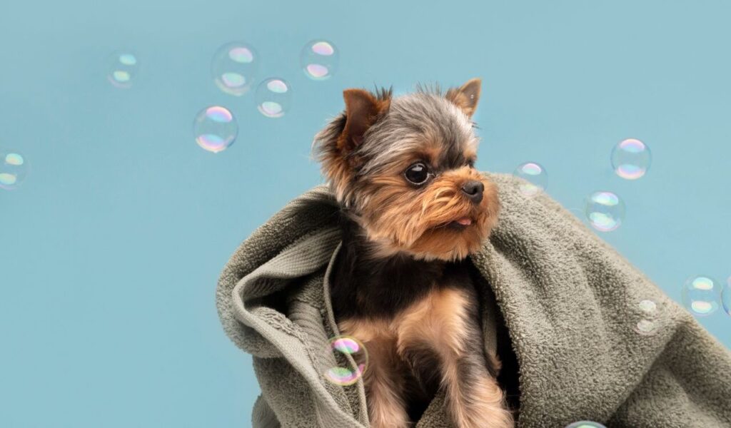 Small dog wrapped in a towel with soap bubbles around.