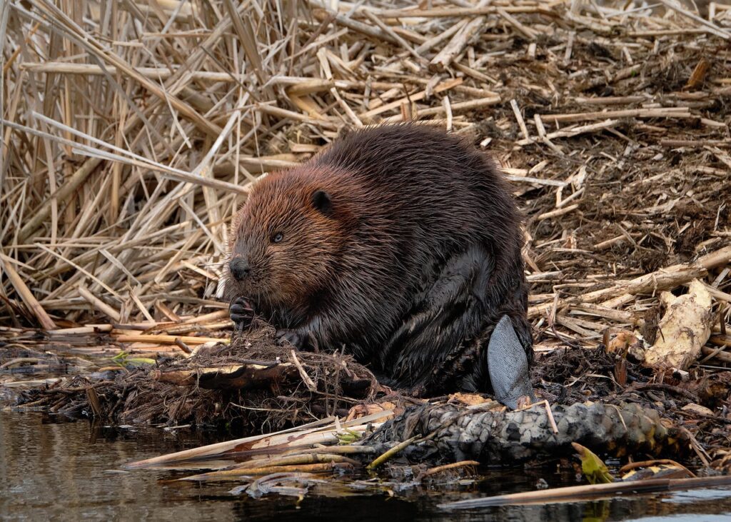 beaver 