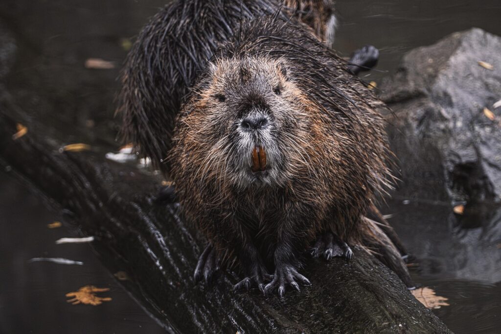 beaver
