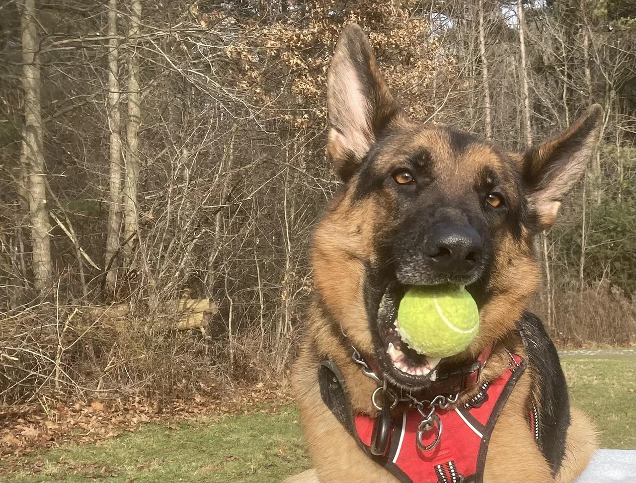 German Shepherd