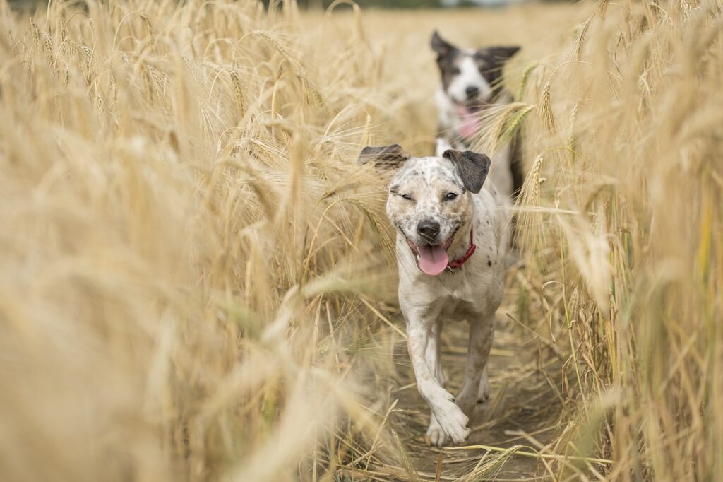 dog running