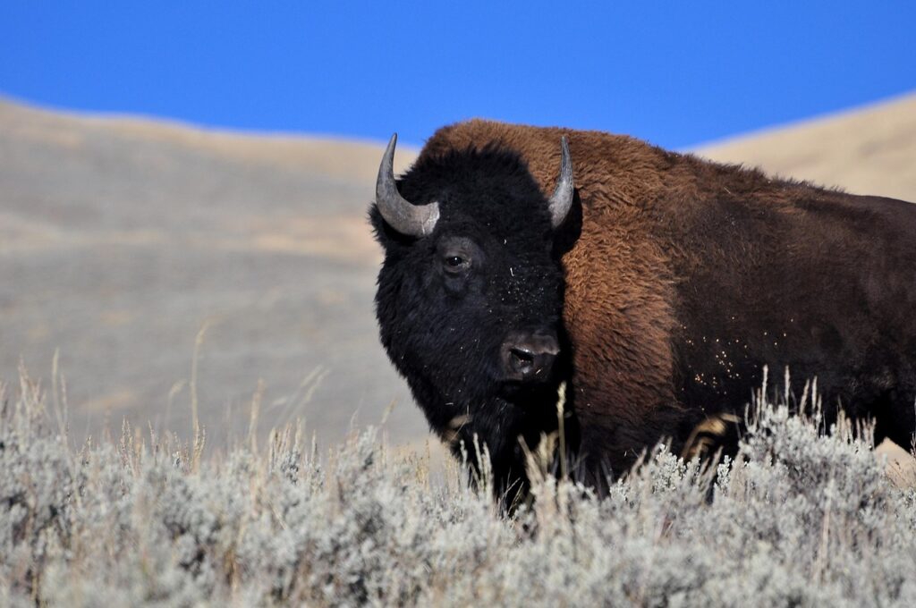 bison
