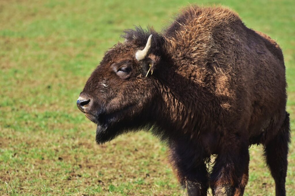 bison-4669762_1280