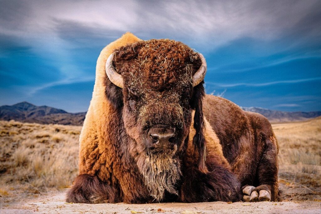bison