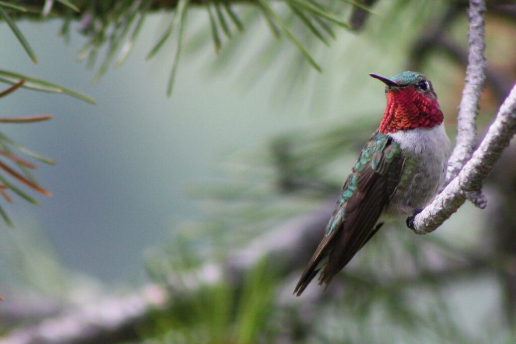 Broad-tailed_Hummingbird_Selasphorus_platycercus;_male_perched_on_branch-2