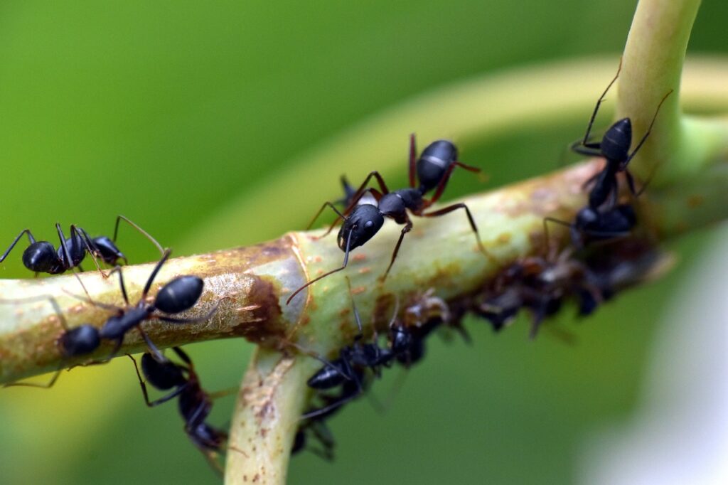 ant farm