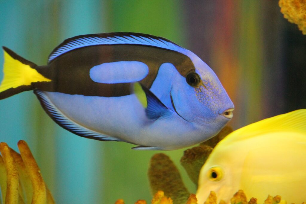 BLUE TANG