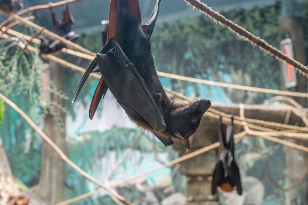 Flying Foxes Are Gorgeous (But Not Pet Material)