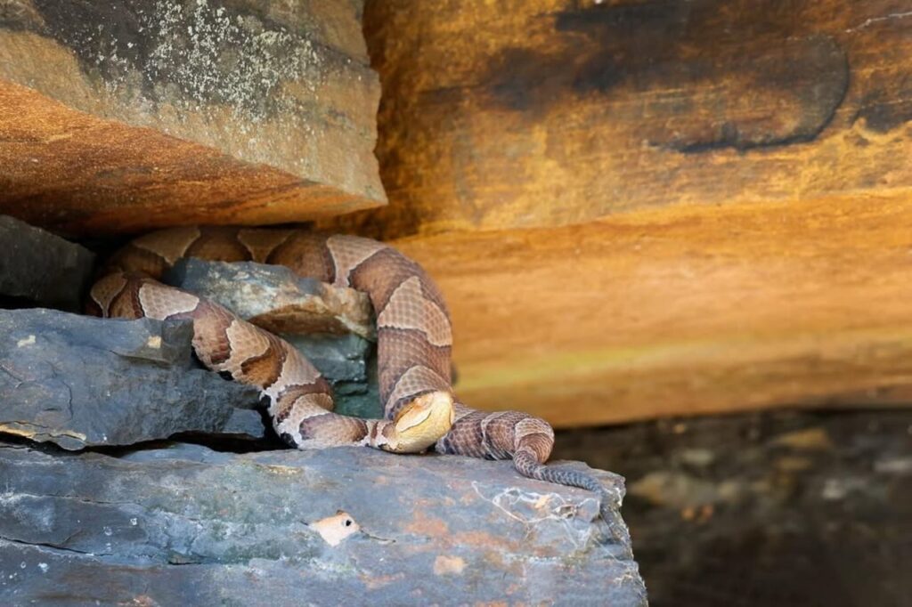 Copperhead under a rock