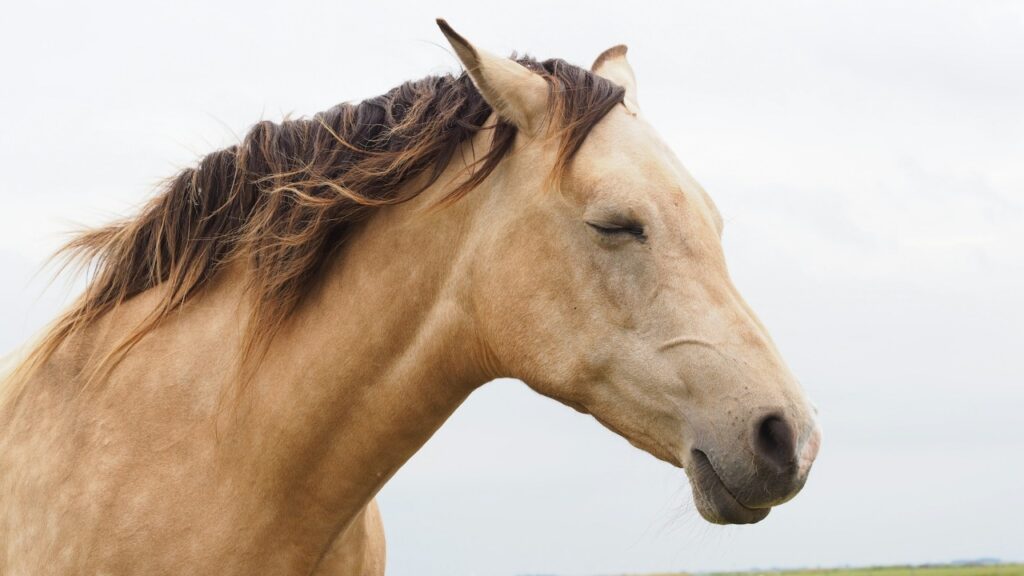 Close-up Shot of a Horse
