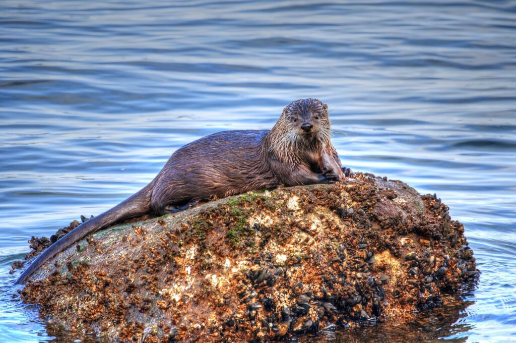 A Sea Otter resting