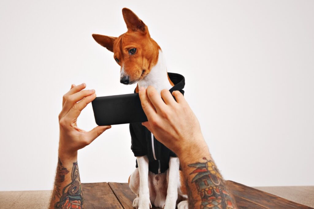 Basenji