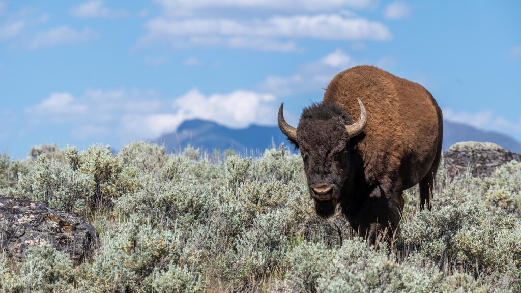 Bison