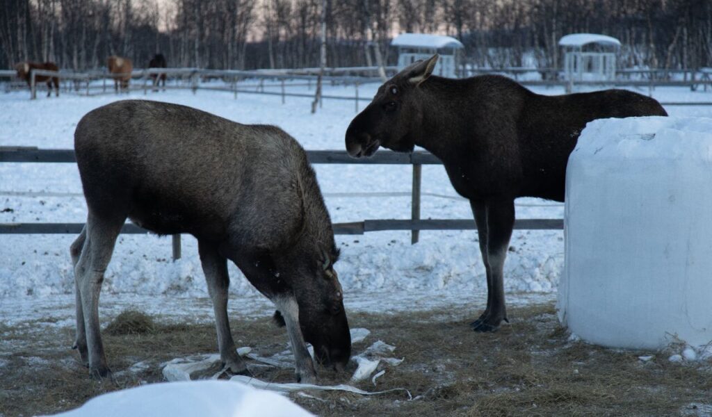 Two moose in a snowy enclosure with hay on the ground.