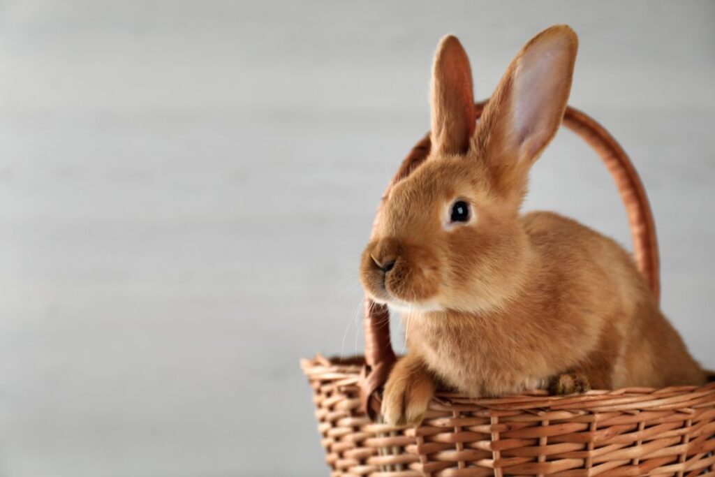 5 Signs Your Rabbit Is Happy (And 3 That Say They’re Not)